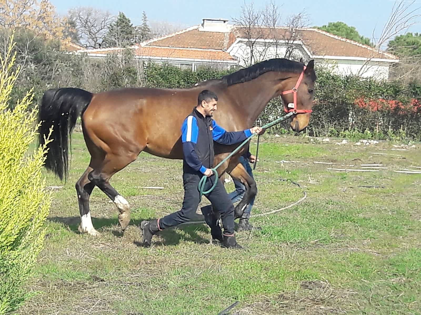 BİNİCİLİK EĞİTİMİ